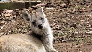 Unique Australian Wildlife The Wallaroo [upl. by Web409]