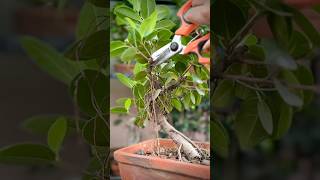 Pruning a Ficus Microcarpa Bonsai [upl. by Nabetse551]