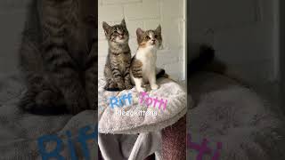 Cute baby kittens catshorts kitten cutestkittens cute fosterkittensofinstagram catlover [upl. by Tavey342]