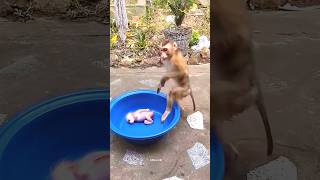 Monkey baby ko kiya kardia 😱 monkey shorts youtubeshorts eno viralvideo [upl. by Helge]