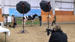 Die Milch machts Hochleistungskühe als Exportschlager  SPIEGEL TV [upl. by Sacci]