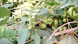 Humulus lupulus the common hop or hops is a species of flowering plant in the family Cannabaceae [upl. by Evanne]