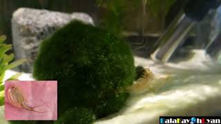 Tadpole Shrimps TriopsNotostraca Shredding Skin  balakayohdyan [upl. by Oxley]