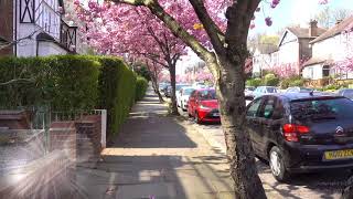 Cherry Tree Blossom Cranley Gardens London 15th April 2019 [upl. by Matthei881]