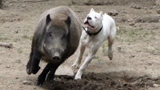 The Powerful Hunting Dog  Dogo Argentino [upl. by Aggy794]