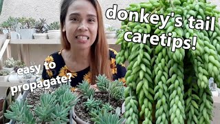 DONKEYS TAIL  BURROS TAIL CARETIPS  How To Propagate Them [upl. by Zemaj340]