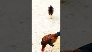 Lohmann brown and white aseel chicken whitecolour shortvideo aseelmurga birds youtubeshorts [upl. by Oiram]