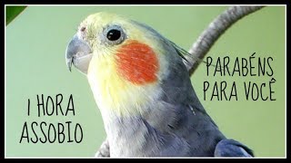 ASSOBIO CALOPSITA  PARABÉNS PARA VOCÊ  COCKATIEL WHISTLE [upl. by Arais]