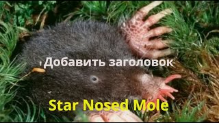 Star Nosed Mole [upl. by Bullen]