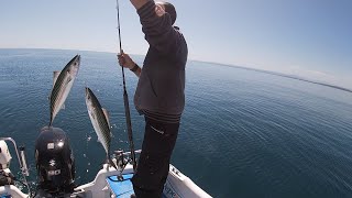 Assurdità in mare  Due Palamite con un esca  Pesca a traina con il vivo [upl. by Lyrem772]