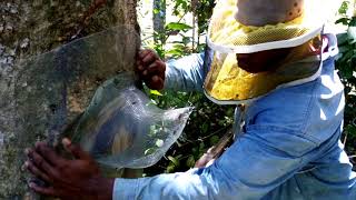 Como extraer una colmena de abejas desde un árbol o una pared con la técnica del embudo [upl. by Caye]