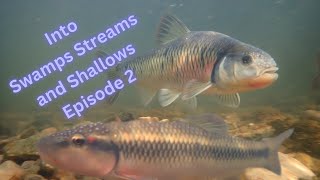 Into Swamps Streams and Shallows Episode 2 [upl. by Hgielyk]