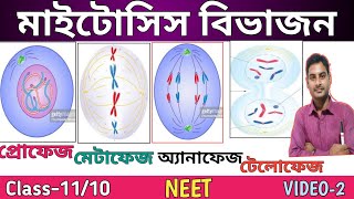 Mitosis Cell Division in bengali  Class1110  ProphaseMetaphaseanaphaseTelophase in Bengali [upl. by Rudin]