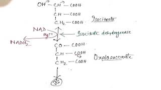 TRICARBOXYLIC ACID CYCLE [upl. by Doehne351]