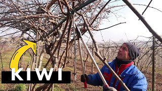 COME POTARE una PIANTA di KIWI POTATURA INVERNALE ACTINIDIA [upl. by Cain]