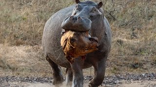 Most Amazing Moments Of Wild Animals Fight 🐆🐘 Wild Discovery Animal Pt 5 [upl. by Mussman938]