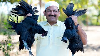 KADAKNATH MURGA  Kadak Nath Murga Ka First Experience  Black Chicken Curry  BLACK CHICKEN RECIPE [upl. by Otnas]