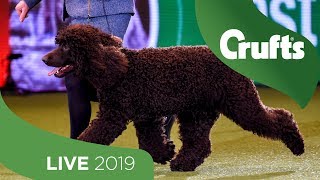 Crufts 2019 Day 1  Part 3 LIVE [upl. by Cos]