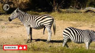 Zebras on a waterhole [upl. by Ewan]