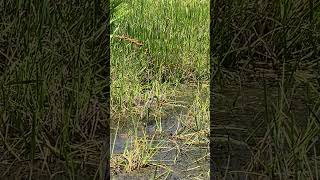 Limpkin Strutting Through South Florida Wetland [upl. by Maddi520]