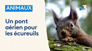 Un pont aérien pour les écureuils afin quils ne se fassent pas écraser sur les routes [upl. by Salb]