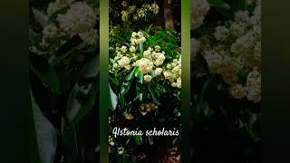 Alstonia scholaris 🌳🌳 [upl. by Pradeep191]