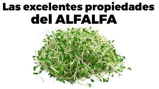 ❇️9 BENEFICIOS DEL ALFALFA propiedades cómo comerla y efectos secundarios [upl. by Pascoe]