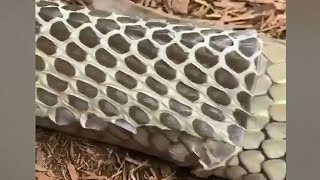 Up close King cobra shedding its skin [upl. by Latterll428]