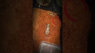 Desert Duel Mantis vs Camel Spider insectwars insects fyp viral arachnids wildlife yt [upl. by Barnie]