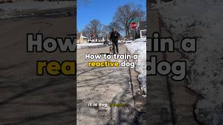 HOW TO Train a reactive dog💥 dog dogtraining reactivedog [upl. by Roselia]