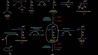 Amino Acid Oxidation Pathways Part 6 of 10  Amino Acids Degraded to αKetoglutarate αKG [upl. by Nil]