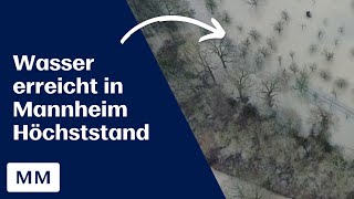 Hochwasser in Mannheim Höchststand wohl am Freitag [upl. by Docile716]