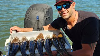 Hawkesbury River Full Of Fishing Action Jews Kings Flathead amp Shovelnose fishing [upl. by Osy568]