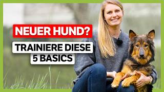 NEUER Hund Diese 5 Basics muss er zuerst lernen [upl. by Adnwahsat198]