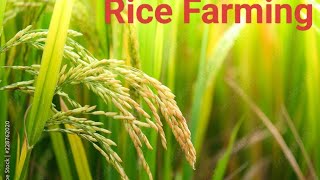 Empowering Rice Farmers Sustainable Cultivation Techniques and ProfitBoosting Tips [upl. by Audi]