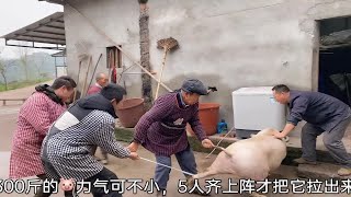 圆子家杀年猪5个大汉齐上阵，养了一年的农村大肥猪，看有多大？ [upl. by Ayotnom]