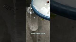 membuat fermentasi air cucian beras tipsberkebun berkebundirumah shortvideo fypviral [upl. by Roanne]