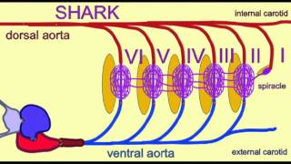 CVA3AORTIC ARCHESSHARKavi [upl. by Lissak]