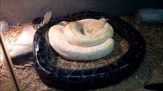 The Burmese python Python bivittatus  Le Python birman [upl. by Adroj]