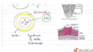 What is periderm How does periderm formation take place in dicot stem  11  ANATOMY OF FLOWE [upl. by Eileme]