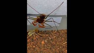 Spider fight alien vs predator spider spiderspecies spiderfight [upl. by Attennaj871]