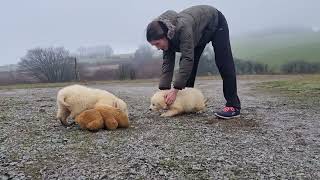 golden retriever de la colline d eole [upl. by Eilata220]