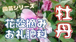 【牡丹】花殻摘みとお礼肥料をやりました【園芸シリーズ】 [upl. by Leur]