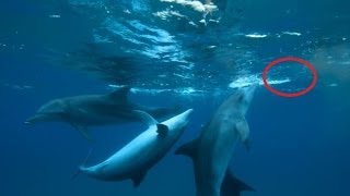 Dolphins Getting High On Pufferfish [upl. by Nolur365]