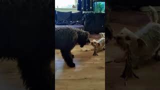 Goldendoodle vs Yorkie tug of war BATTLE yorkshireterrier doodle dog dogshorts [upl. by Yarehs864]