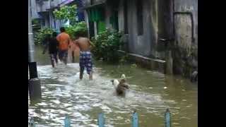 Flood of kolkata [upl. by Arahsit940]