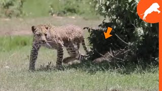 O CHACAL NÃO SABIA QUE O LEOPARDO IRIA APARECER  IMPÉRIO SELVAGEM [upl. by Lear]