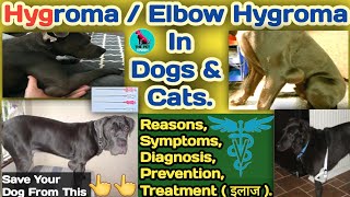 डॉग का जमीन पर बैठना पड़ा भारी 😱😱  elbow hygroma in dogs  hygroma in dogs  Hindi  Treatment [upl. by Rebmyt]