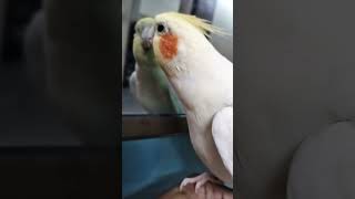 Cockatiel Lutino Singing Bird 🐦 Rio Mirror 🪞 Singer [upl. by Cerellia]