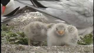 Caspian Terns Up Close amp Personal [upl. by Yeloc]